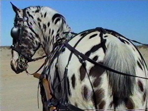 spottyrump